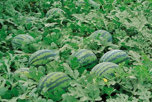 青田网红吃瓜群微信号,揭秘幕后故事与热门话题