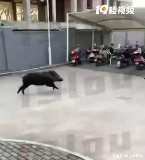 杭州高速野猪最新爆料事件,惊险瞬间，交通受阻紧急应对
